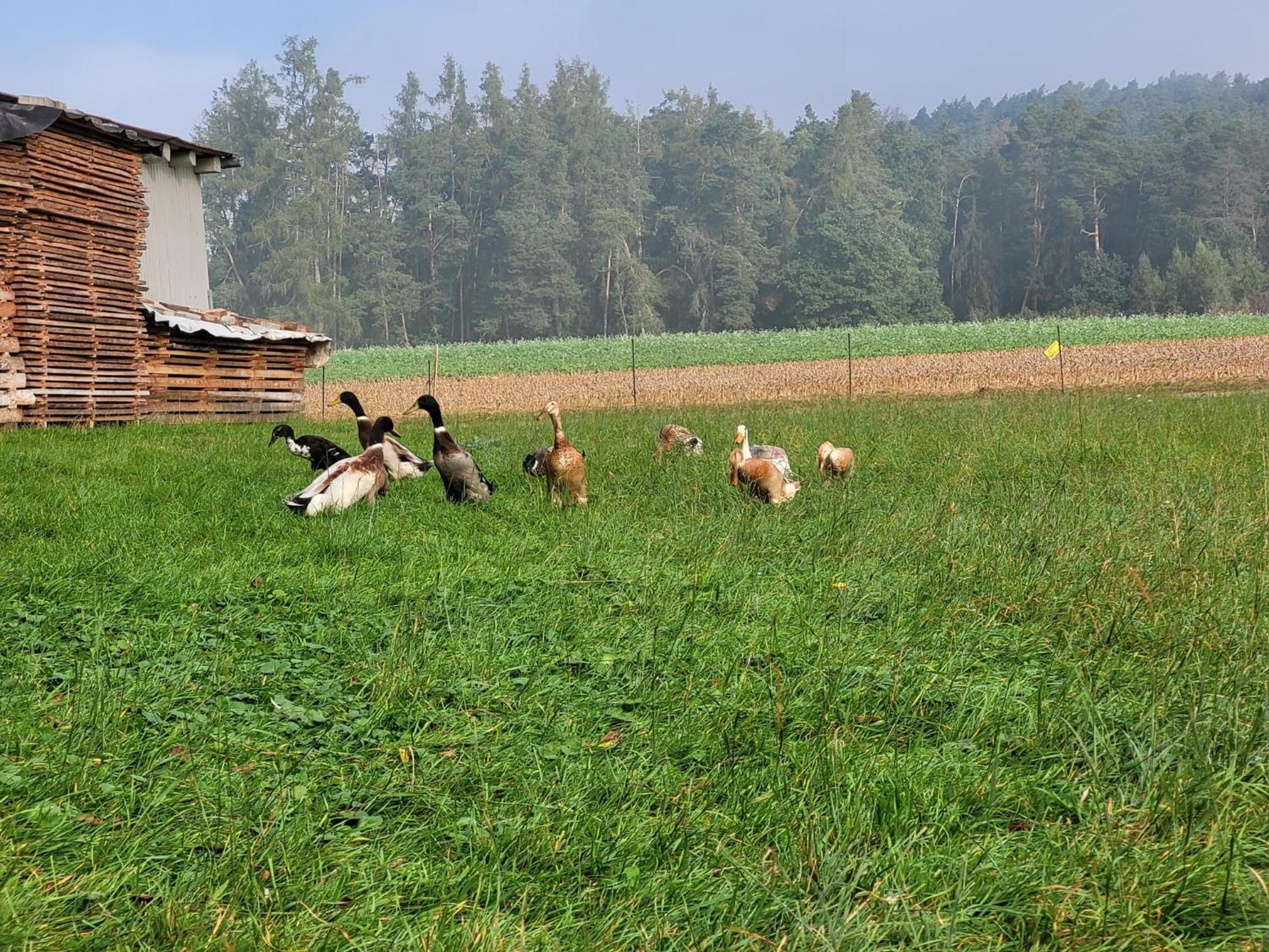 Ferienwohnung Wiesenhof Neuhof an der Zenn Exteriör bild