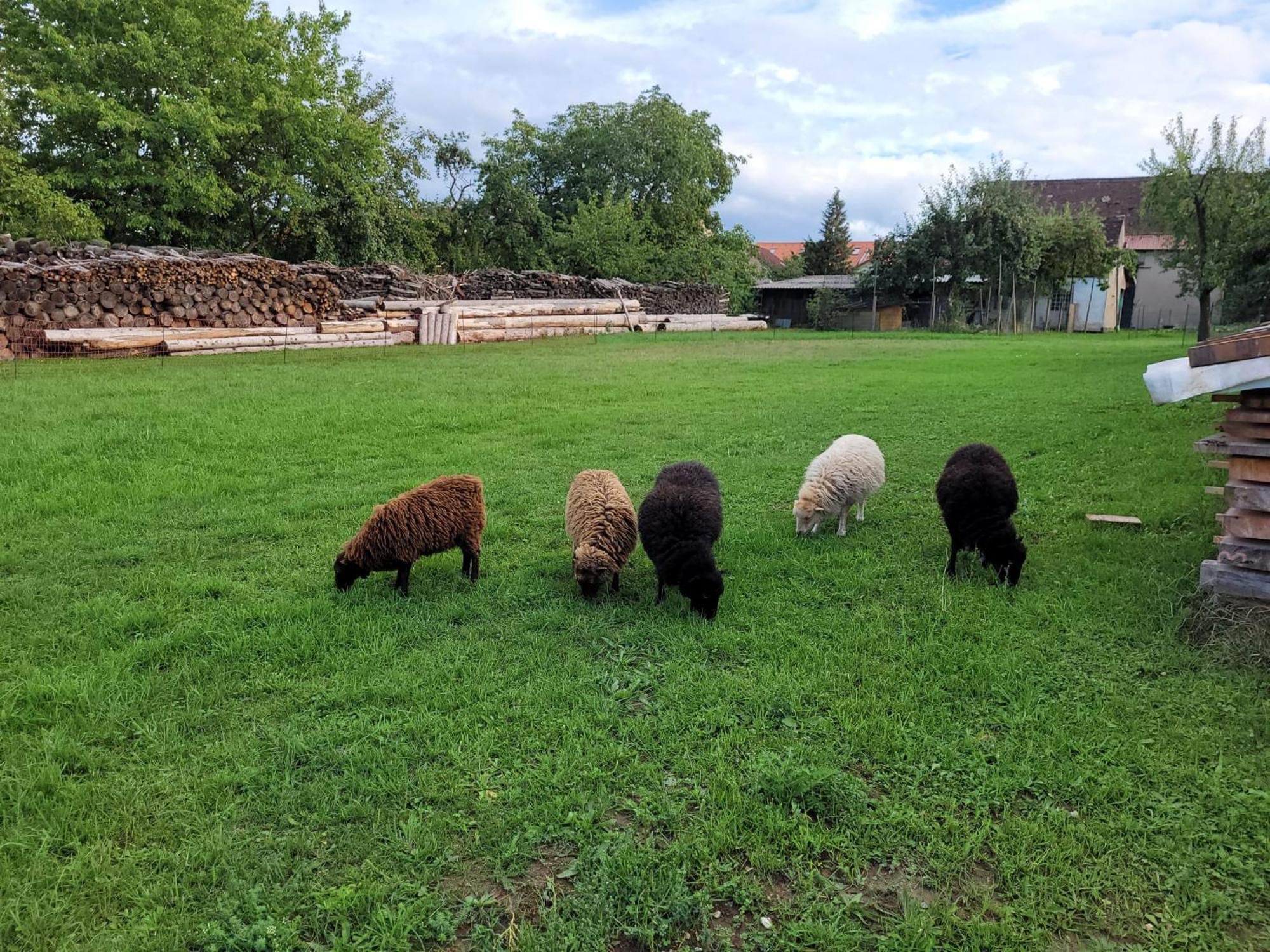 Ferienwohnung Wiesenhof Neuhof an der Zenn Exteriör bild