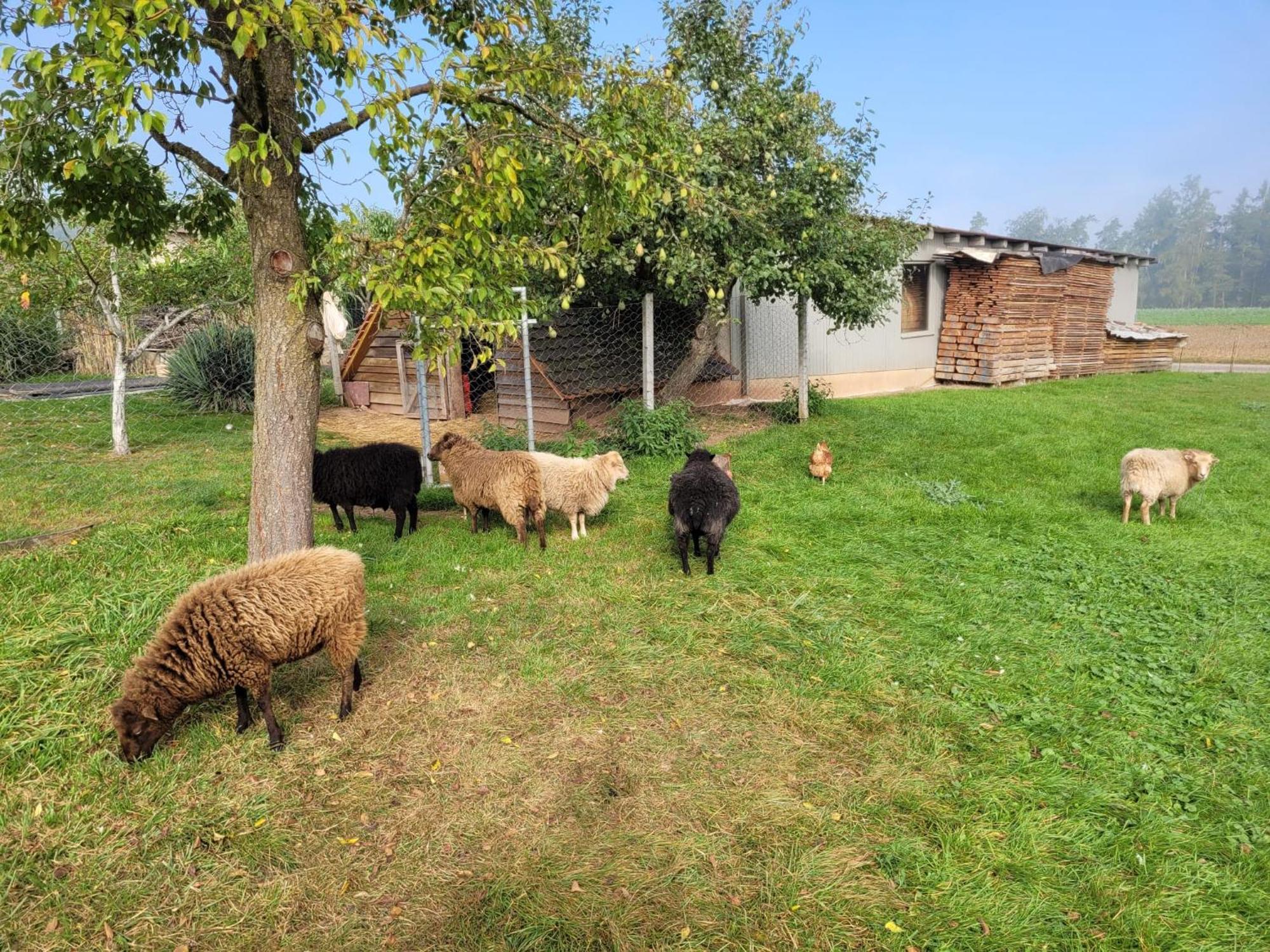 Ferienwohnung Wiesenhof Neuhof an der Zenn Exteriör bild